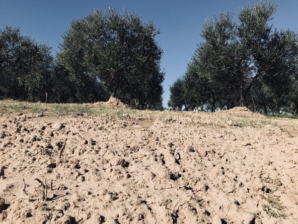 Uliveto di Arberia - foto di Maria Chiara Calvani