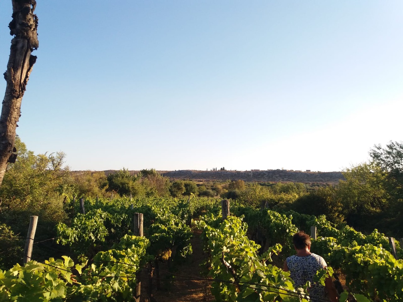 Vigneti della famiglia Kožul a Benkovac  (foto N. Kožul)