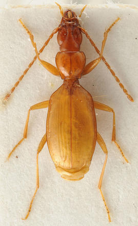 Anophtalmus Hitleri (foto Michael Munich)