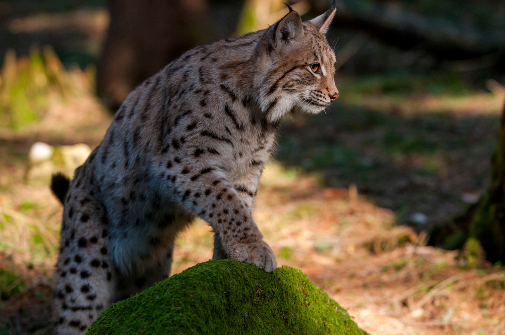 Esemplare di lince nella foresta slovacca © Tomas Hulik ARTpoint/Shutterstock