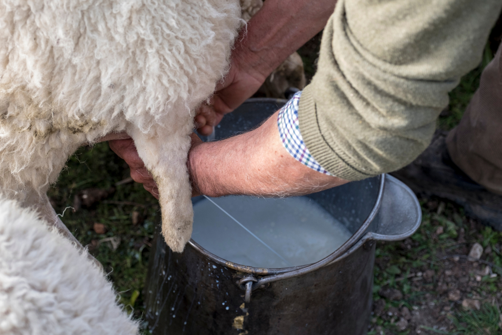 Free-trade-as-a-scapesheep
