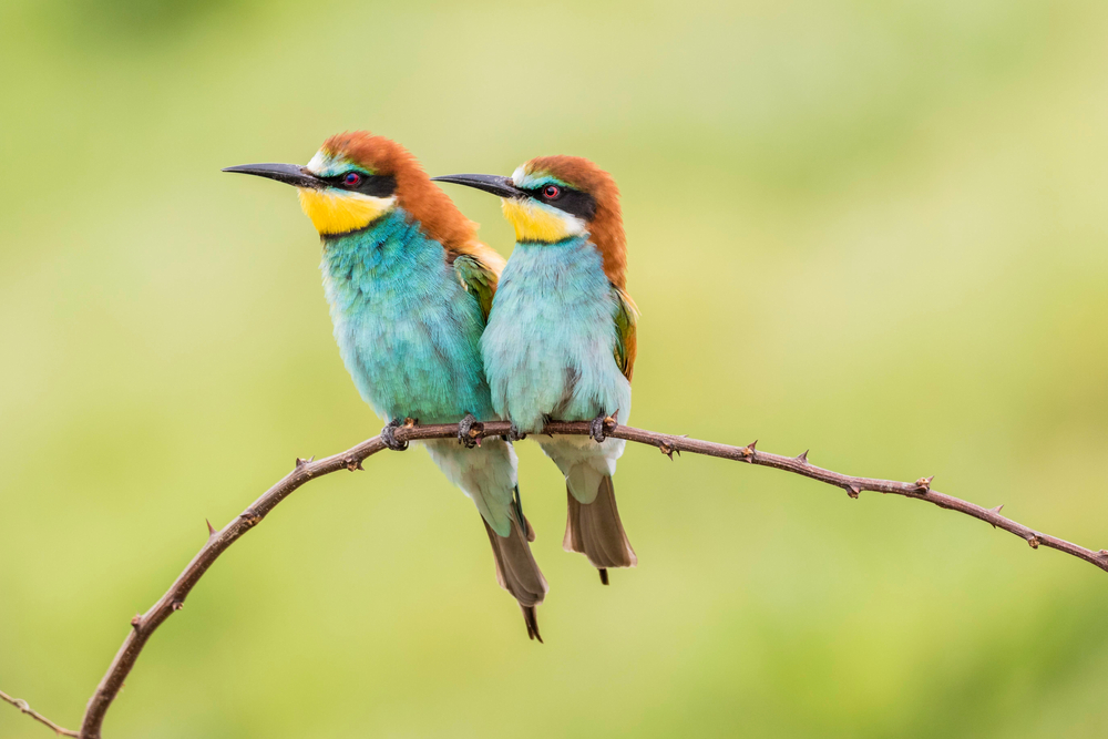 Habitat-specie-ecosistemi-la-natura-a-sud-est