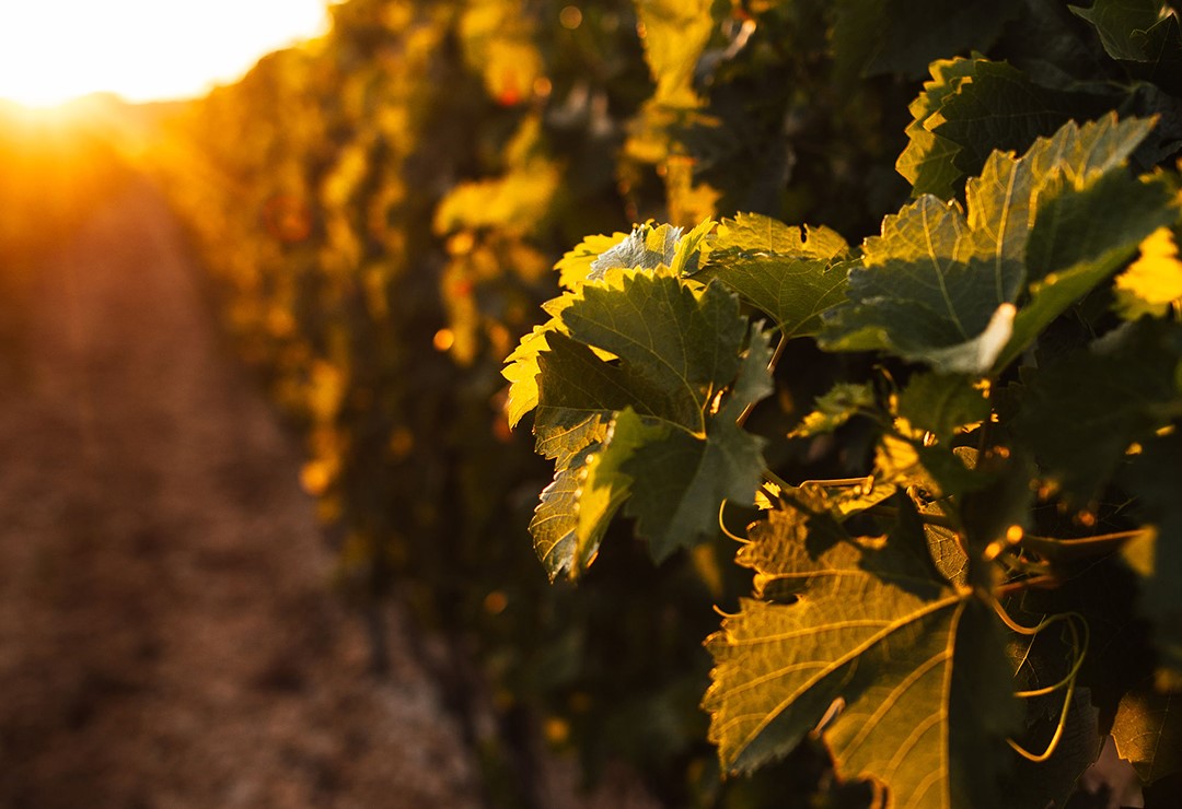 Herzegovina-s-Wine-Renaissance