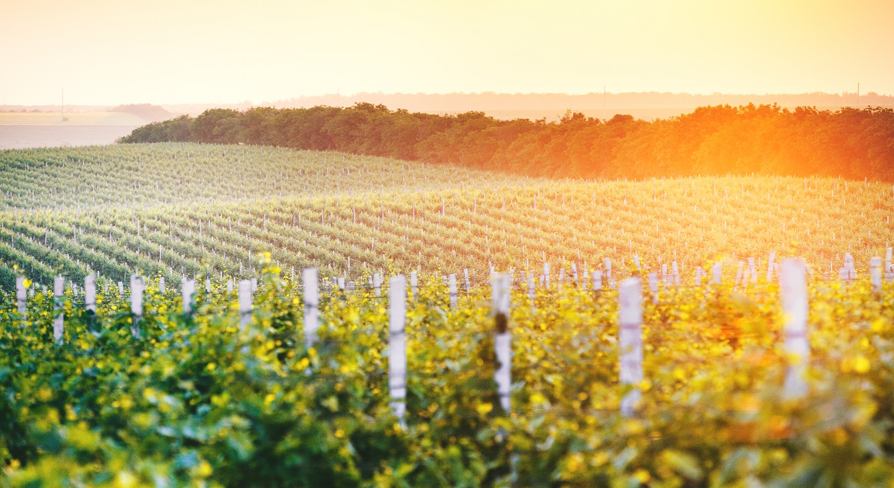 Moldova-un-invito-slow-alla-scoperta-del-mondo-del-vino