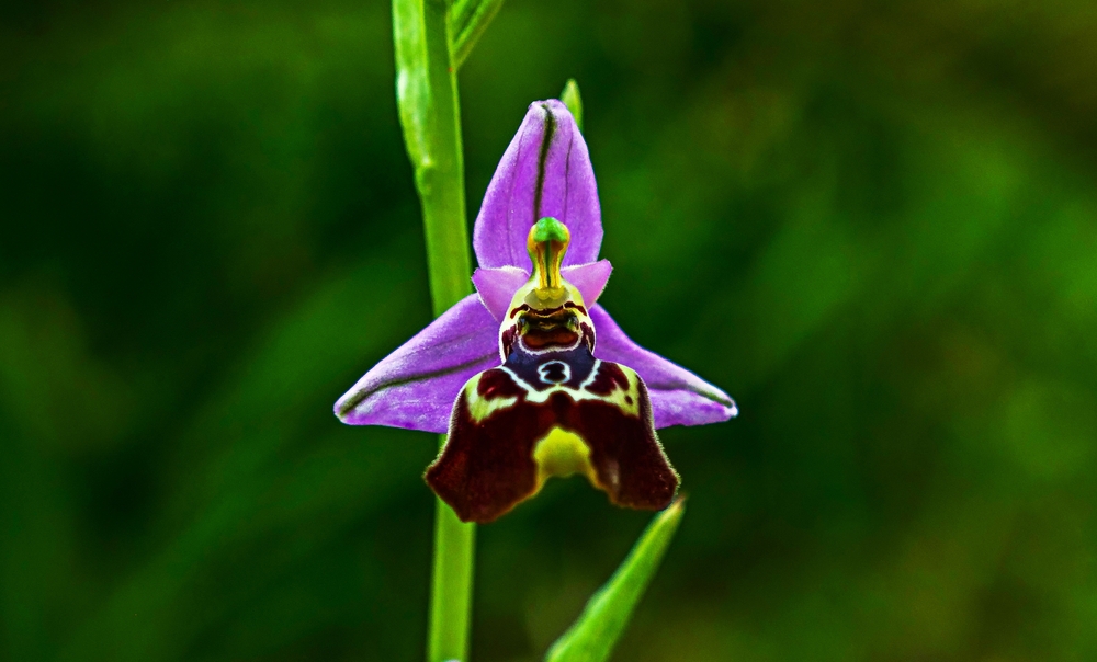 Rodiade-Embonas-Profilis-Illias