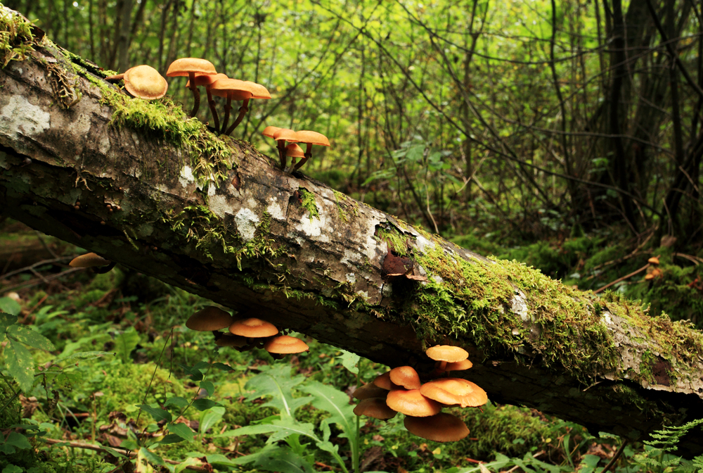 Unione-europea-investire-per-la-biodiversita