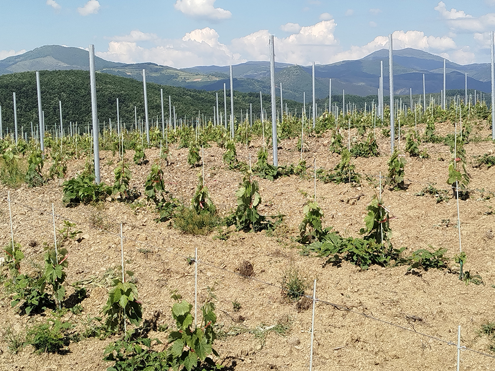 Winemaking-in-Serbia-coping-with-a-changing-climate