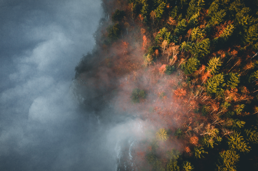 Conoscere-le-foreste-convivere-con-il-fuoco