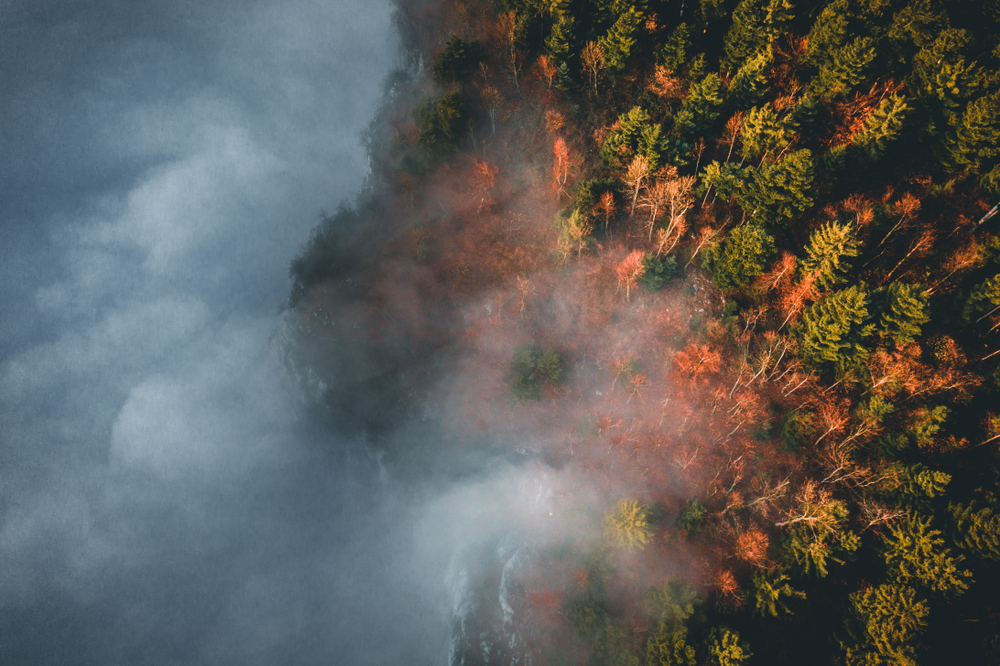 Knowing-forests-living-with-fire