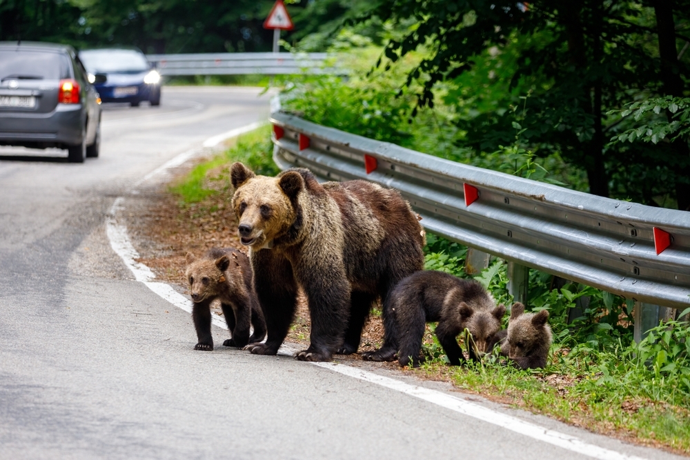 Romania-fare-i-conti-con-gli-orsi