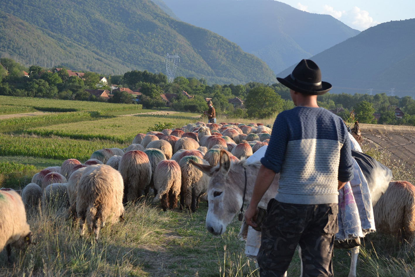 Romania-transumanza-custode-della-biodiversita