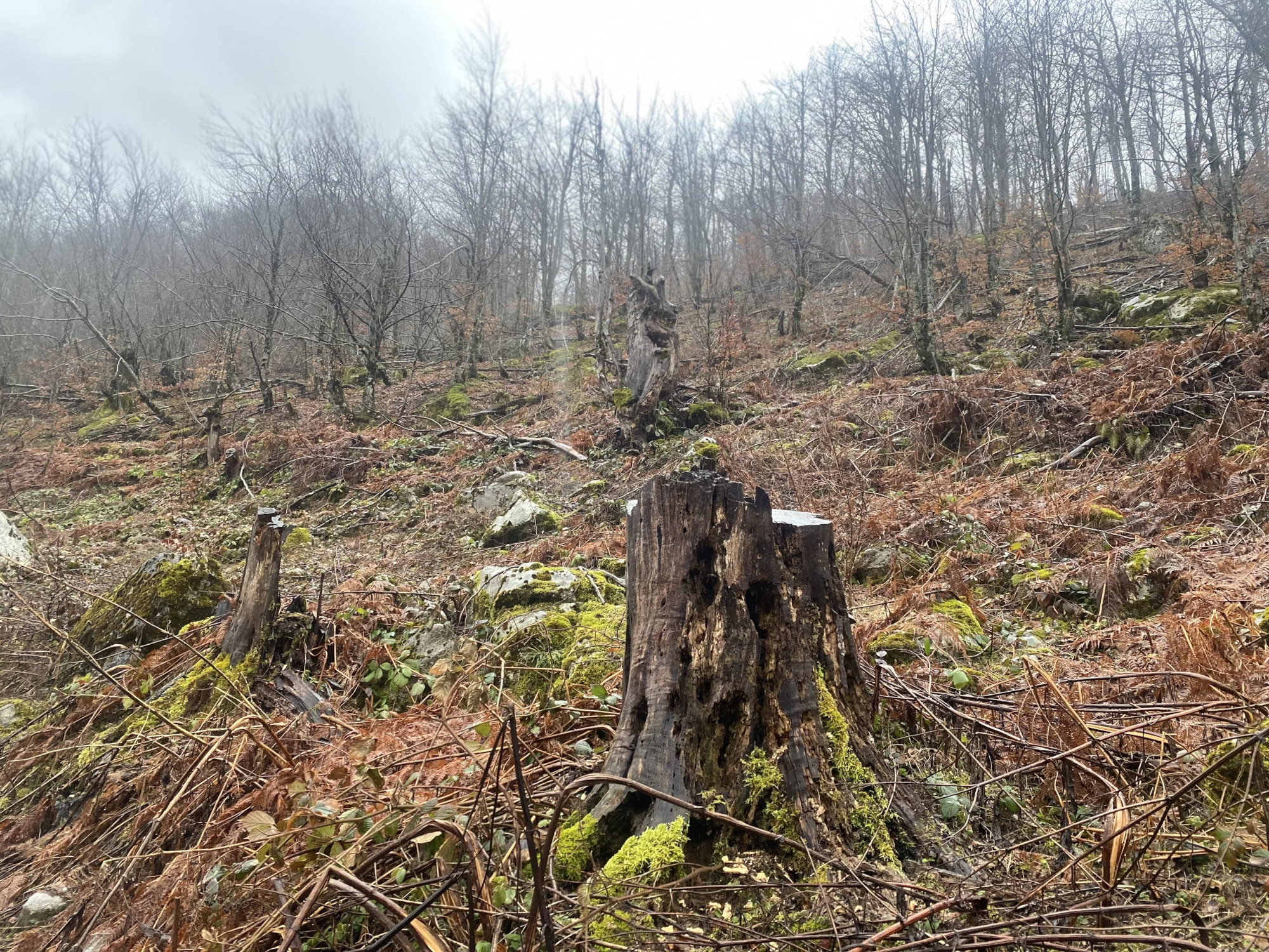 Freshly cut logs in the forest of Vrane and Madhe village. Photo by Elona Elezi