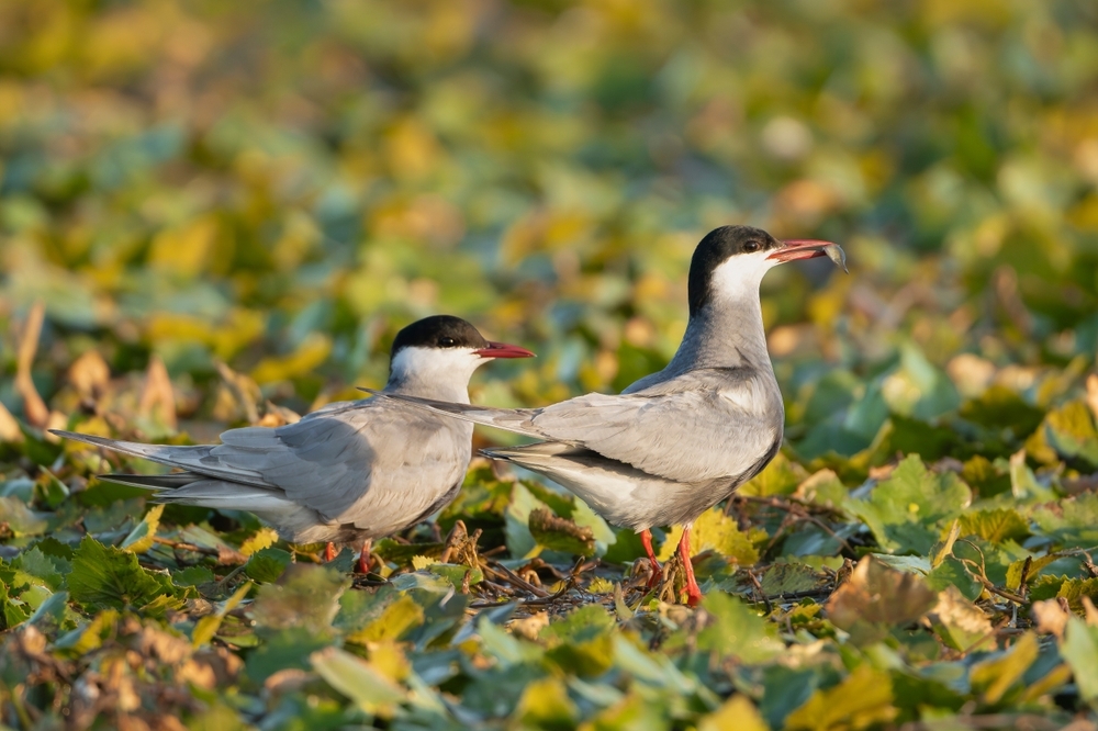 Biodiversita-la-Romania-bocciata-sui-progetti-finanziati-dall-UE