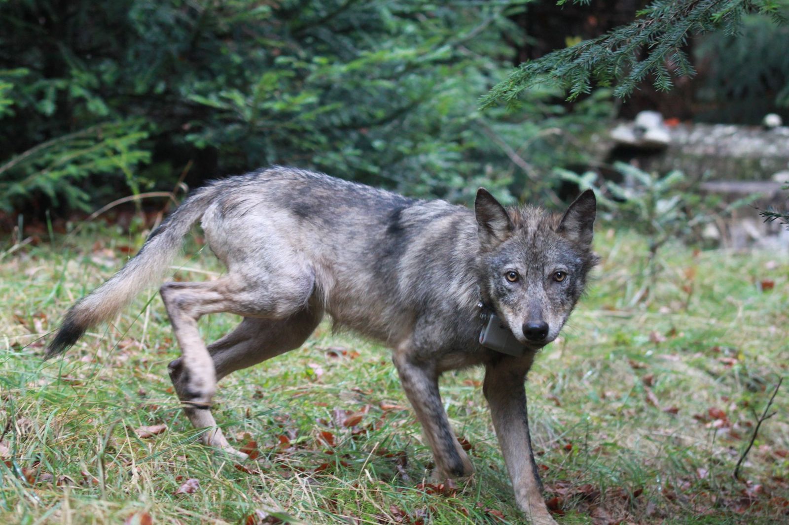 Croatia-who-is-afraid-of-the-wolf