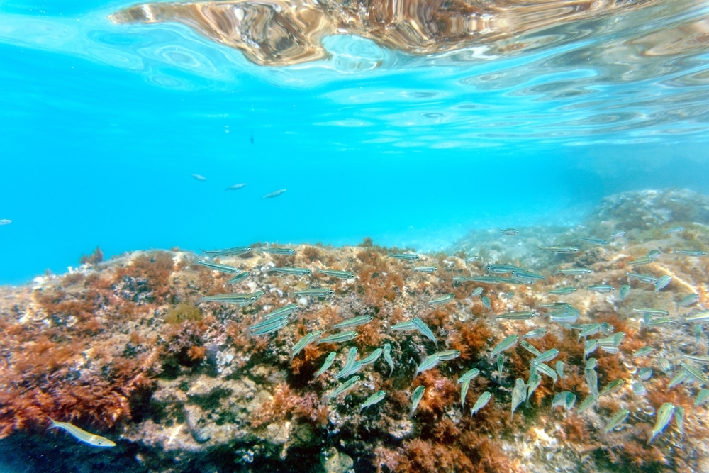 Fisheries-management-in-the-Adriatic-a-virtuous-example-of-cross-border-cooperation