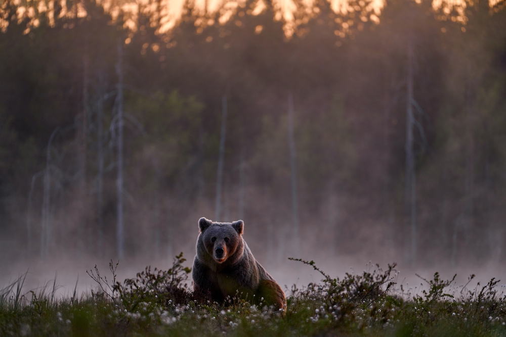 Orso-in-Romania-la-coesistenza-si-complica