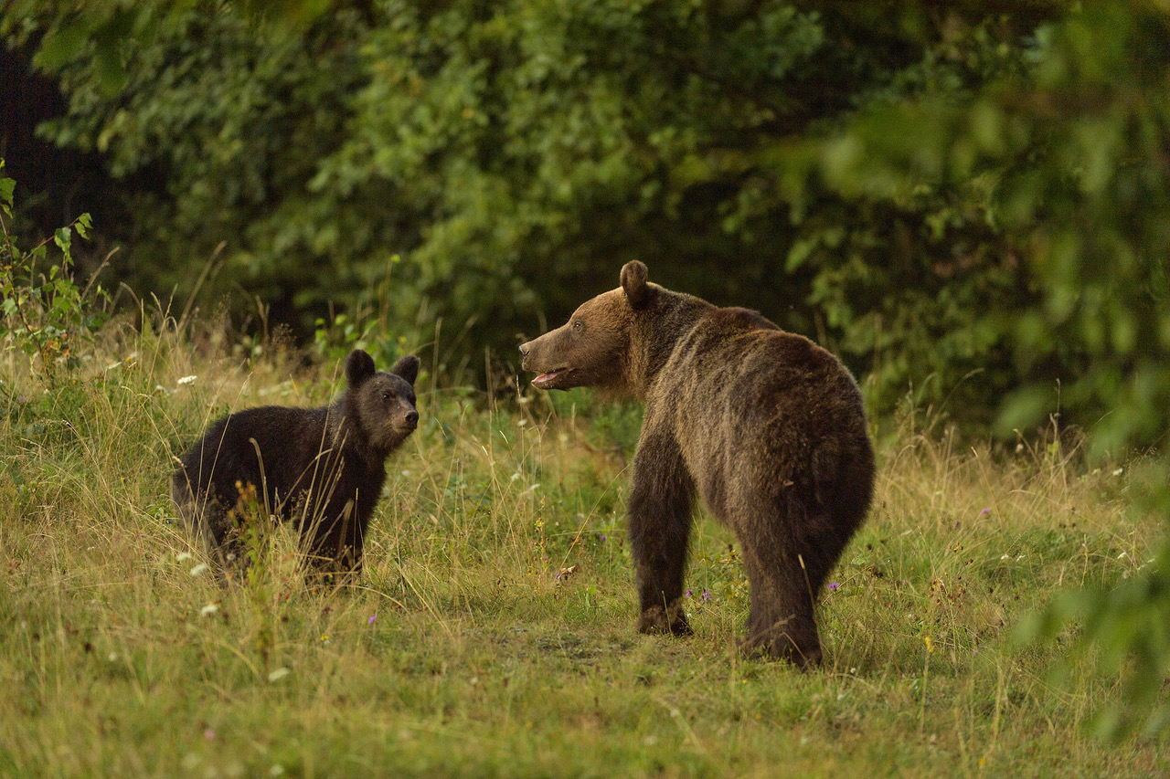 Una-strada-per-l-orso.-L-Europa-sudorientale-e-i-corridoi-ecologici